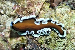 Flatworm - Pseudoceros jebborum by Jimmela Sabanate 